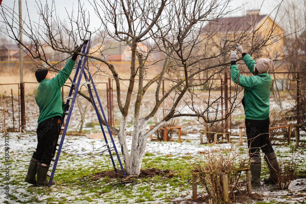 apple tree pruning