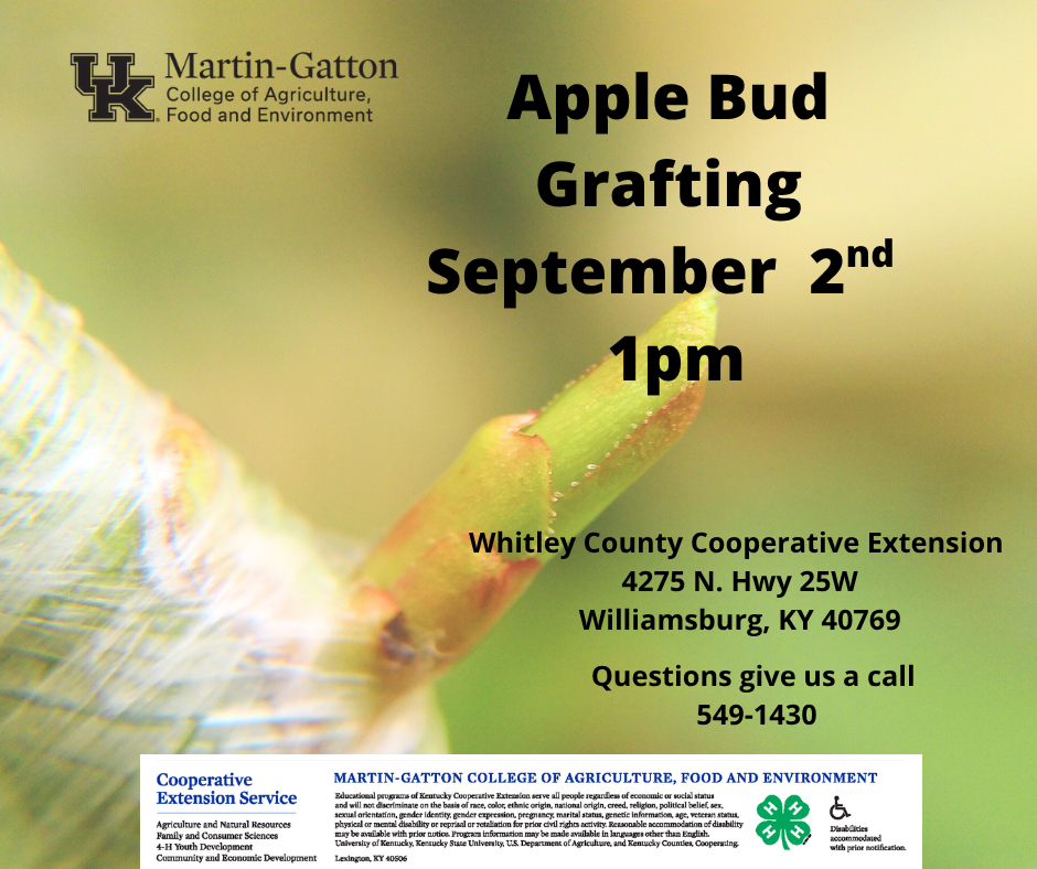 apple bud grafting flyer