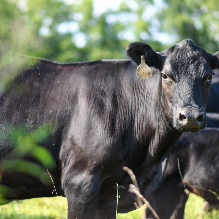  Whitley County Cattlemen