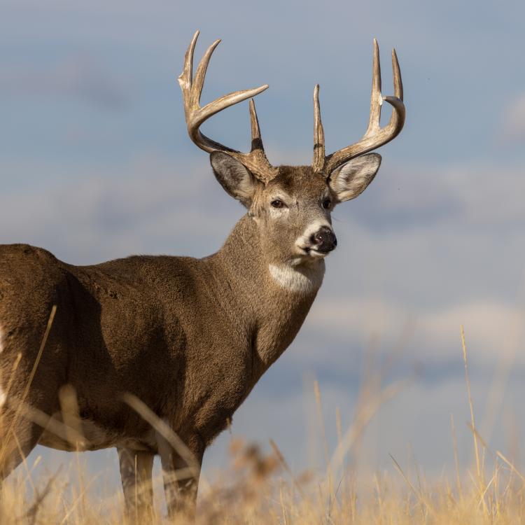  white tail deer