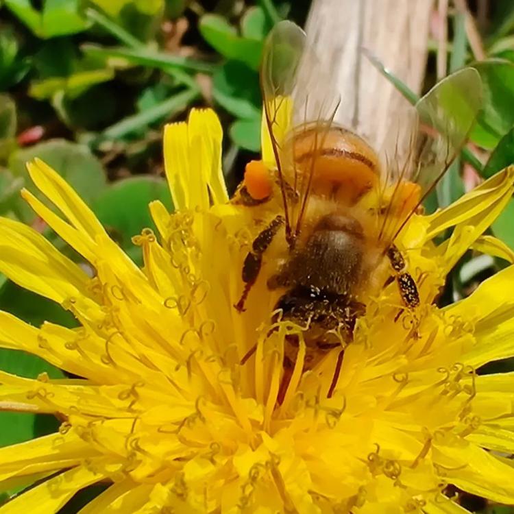  beekeeping cover