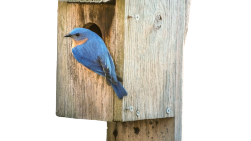 birdhouse w/ blue birds