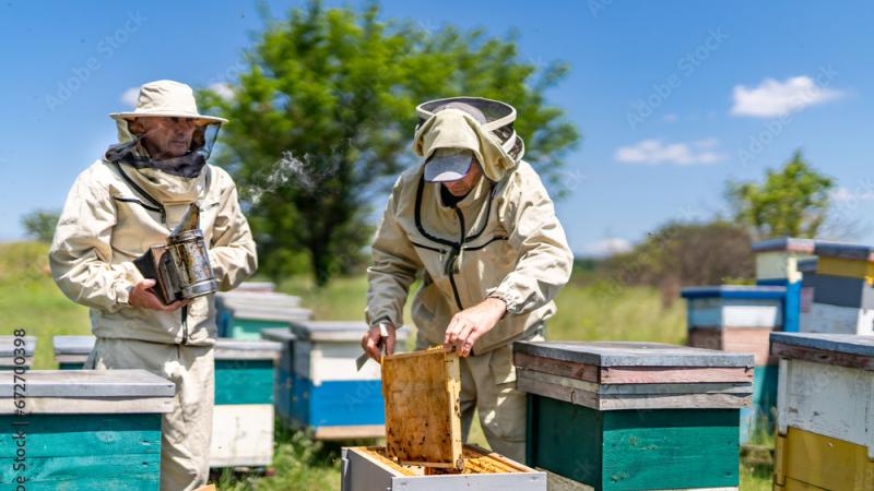 hive inspections