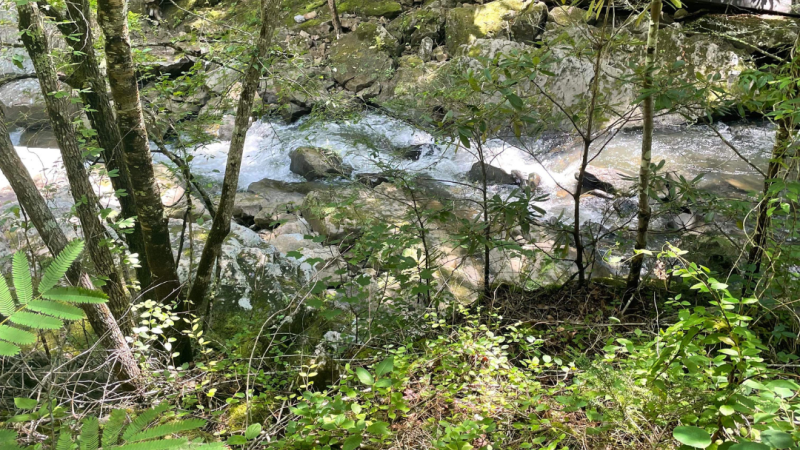 Woods with a river